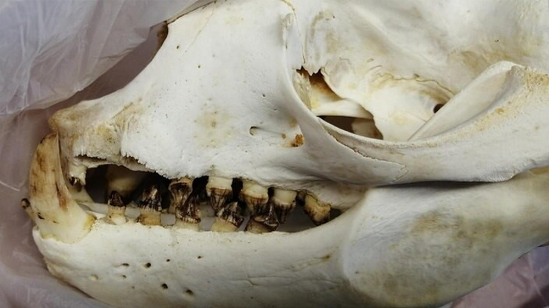 Schädel eines südamerikanischen Seebären   Foto: Zoll