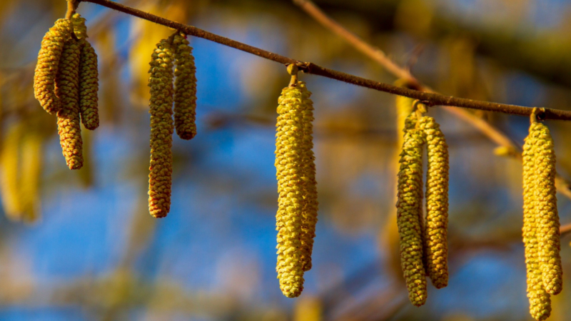 Das Frühjahr naht und die damit die Pollensaison  Foto:Nicky Pe (pixabay)