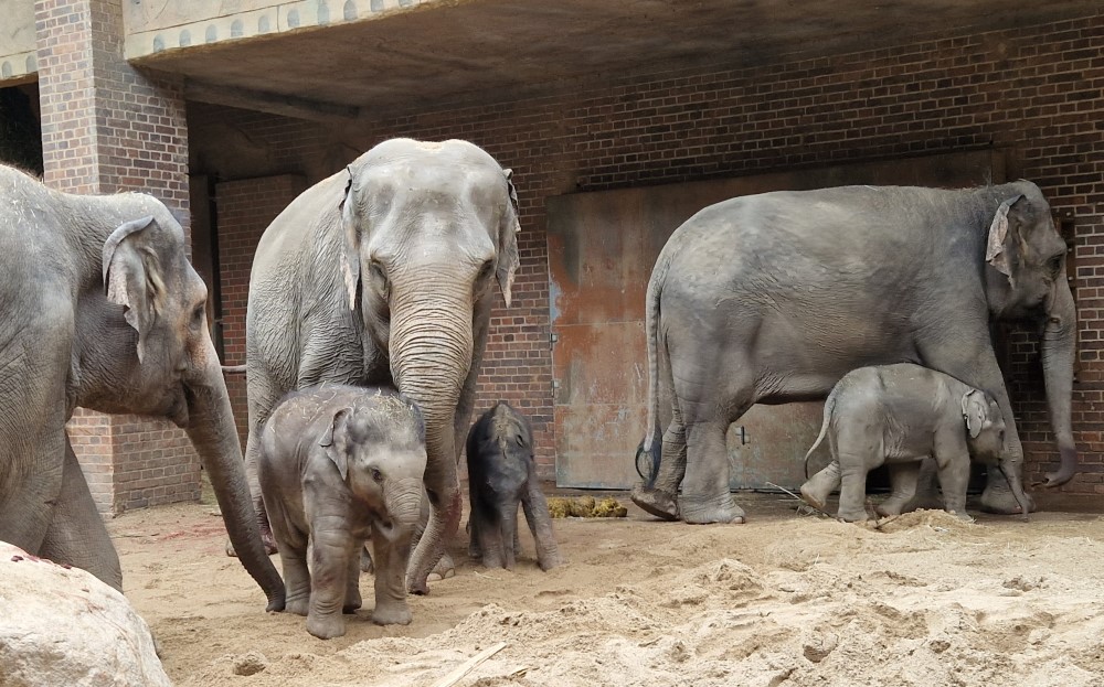 Zuwachs im Elefantentempel ab heute zeigt sich die Herde mit Kewas Jungtier   Foto: © Zoo Leipzig