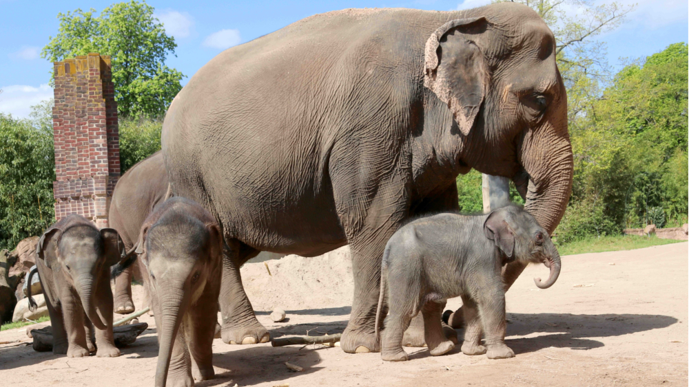 Kewa mit ihrer Tochter und den anderen beiden Jungtieren ©Zoo Leipzig