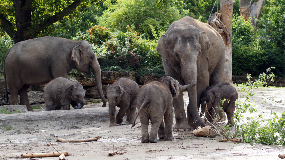 Rüssel Quartett zusammen unterwegs Akito Bao Ngoc Zaya Rani und Tochter (rechts) © Zoo Leipzig