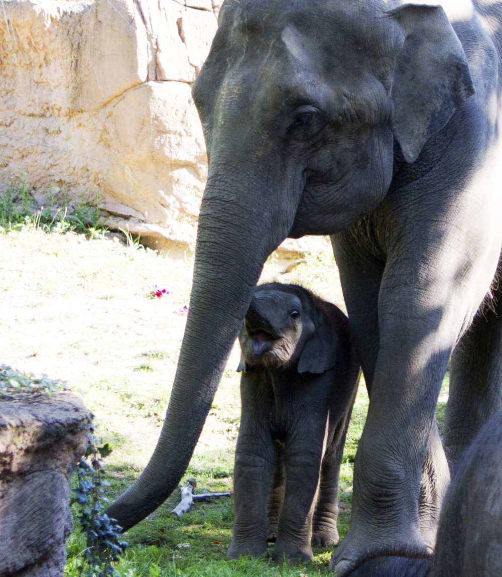 Rani mit Savani Zoo Leipzig   Foto: © Zoo Leipzig