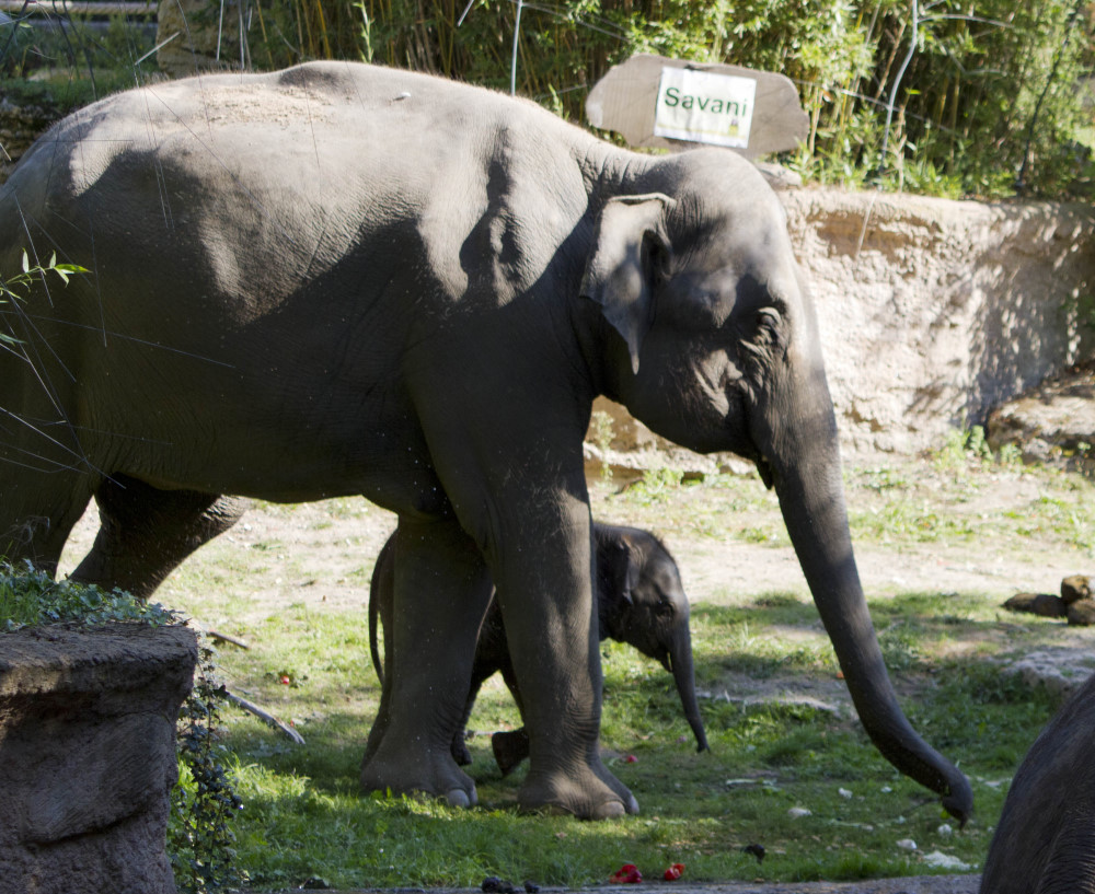 Naachwuchs von Rani wurde auf den Namen "Savani" getauft    Foto: © Zoo Leipzig