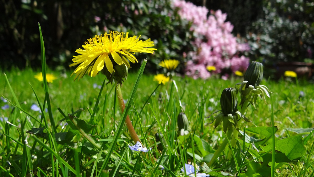 Wild, schön und vielfältig: Unordnung hilft der Artenvielfalt im Garten ©Symbolfoto (Pixabay)