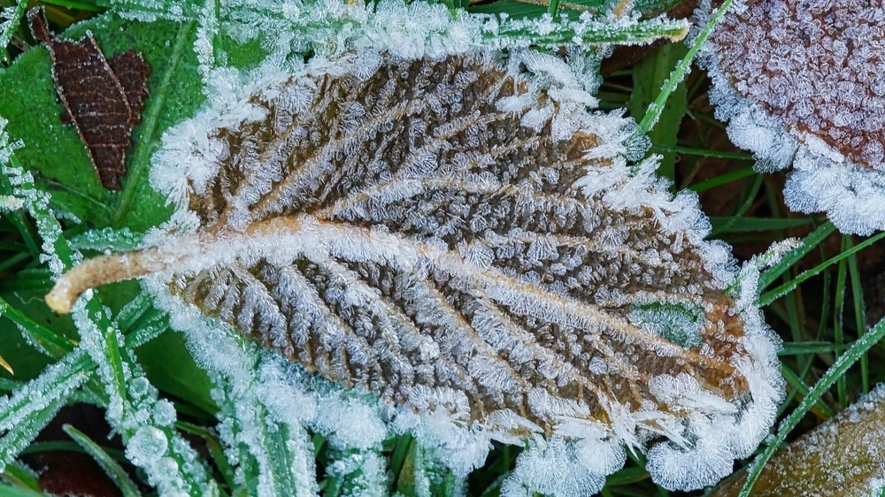 In den nächsten Tagen sollten sich Frostbeulen warm einpacken. Symbolfoto(Pixabay)