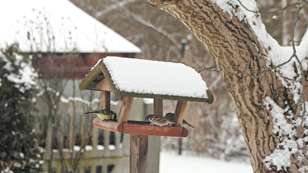 Insbesondere bei Frost und Schnee sollten Tierfreunde für Vögel in der Umgebung Futterplätze einrichten. Symbolfoto (PIxabay)