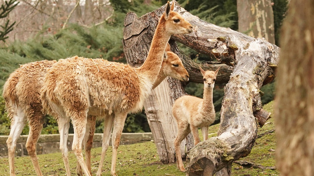 Vikunja Jungtier Gesa . Foto: Zoo Dresden