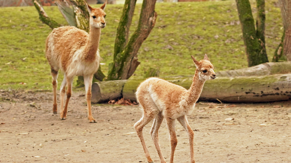 Vikunja Jungtier Gesa . Foto: Zoo Dresden