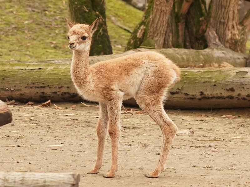 Vikunja Jungtier Gesa . Foto: Zoo Dresden