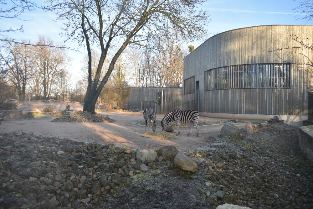 Immer zum Jahresende wird der Tierbestand im Zoo Dresden gezählt und vermessen. Foto: MeiDresden.de /Mike Schiller