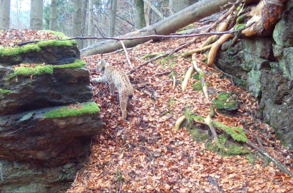 Foto: © Archiv Naturschutz LfULG / Catriona Blum-Rerat