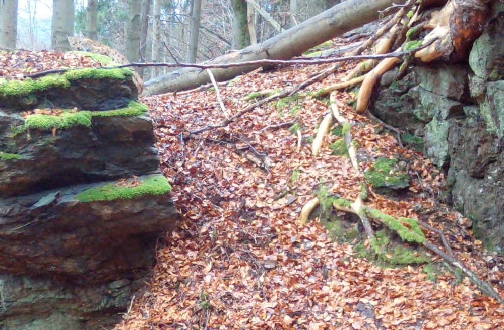 Foto: © Archiv Naturschutz LfULG / Catriona Blum-Rerat