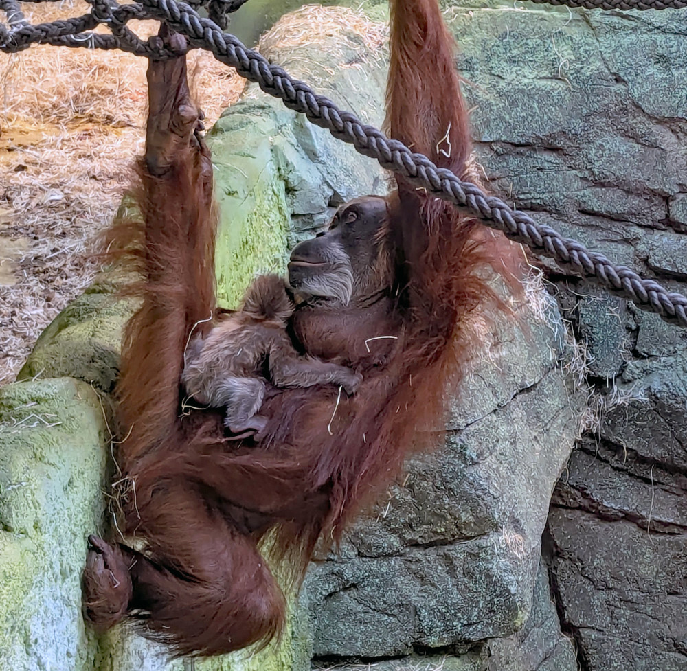 Foto: Zoo Dresden