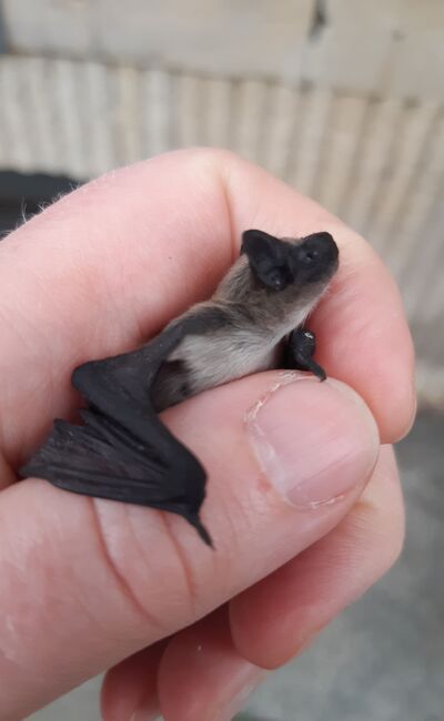 Die in der Johannstadt gefundene Alpenfledermaus. Foto: Umweltamt, B. Porschien