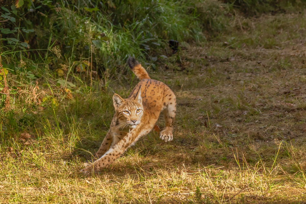 Foto: Archiv Naturschutz LfULG, Ronny Oehme  