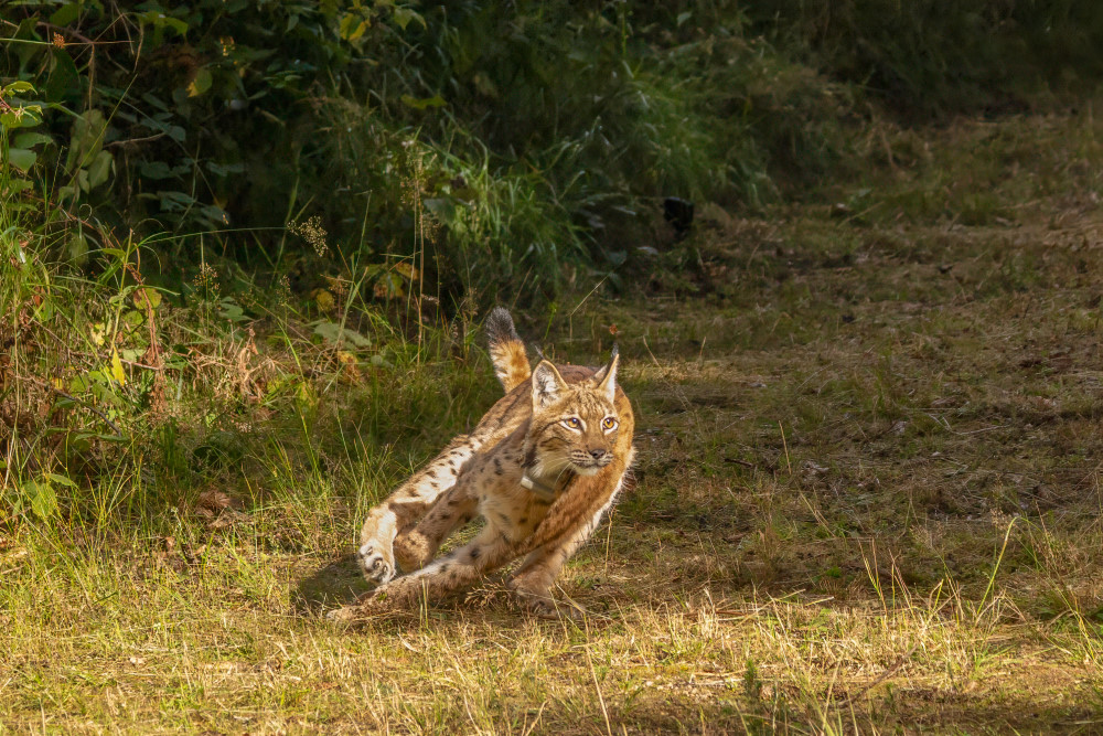 Foto: Archiv Naturschutz LfULG, Ronny Oehme  