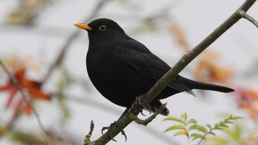 Amsel Foto: NABU/ Christoph Mohning