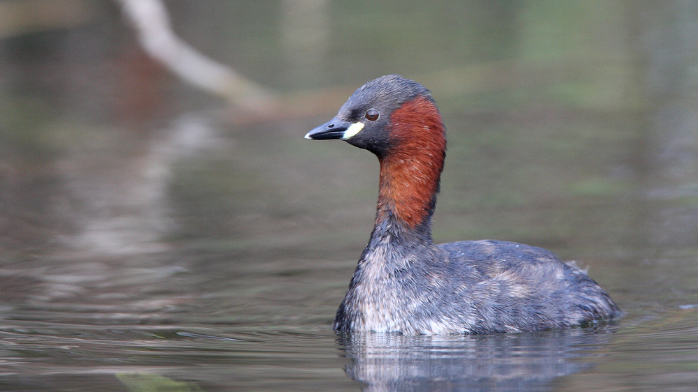 Zwergtaucher  Foto: NABU/ Frank Derer