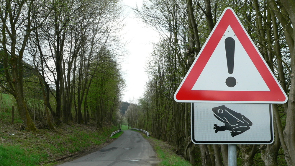 Kroetenwanderung . Foto: Christoph Buchen/NABU