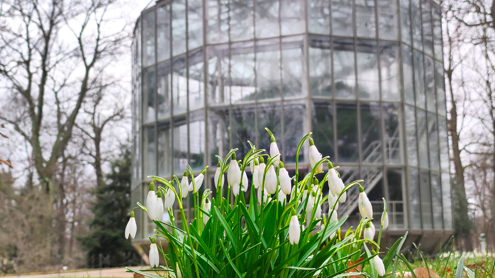 Schneeglockchen vor Kamelienhaus.  Foto: Antje Heinze