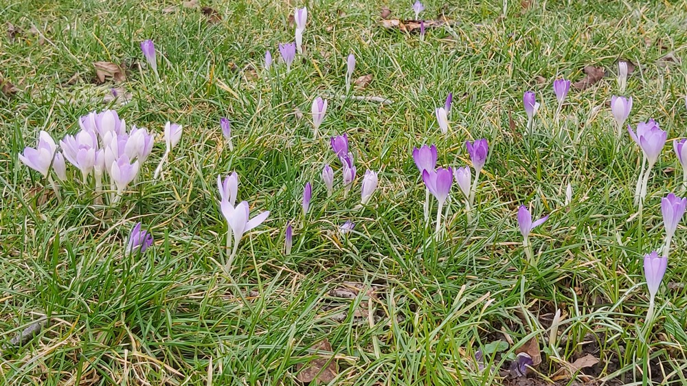 Der Frühling hält langsam Einzug und die Natur wacht aus dem Winterschlaf. Foto: MeiDresden.de