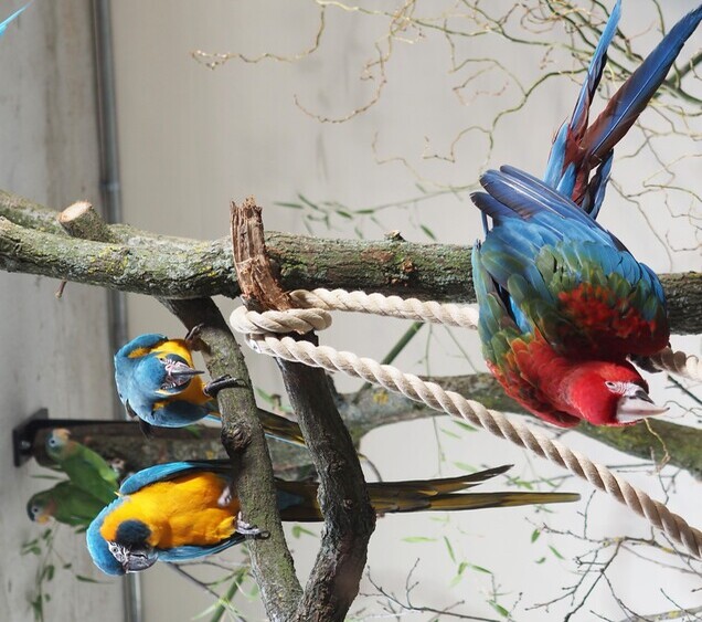 Blaukehlara und Jamaikaamazonen (hi) in rückwärtige Voliere von Amazonien. Foto: Zoo Leipzig