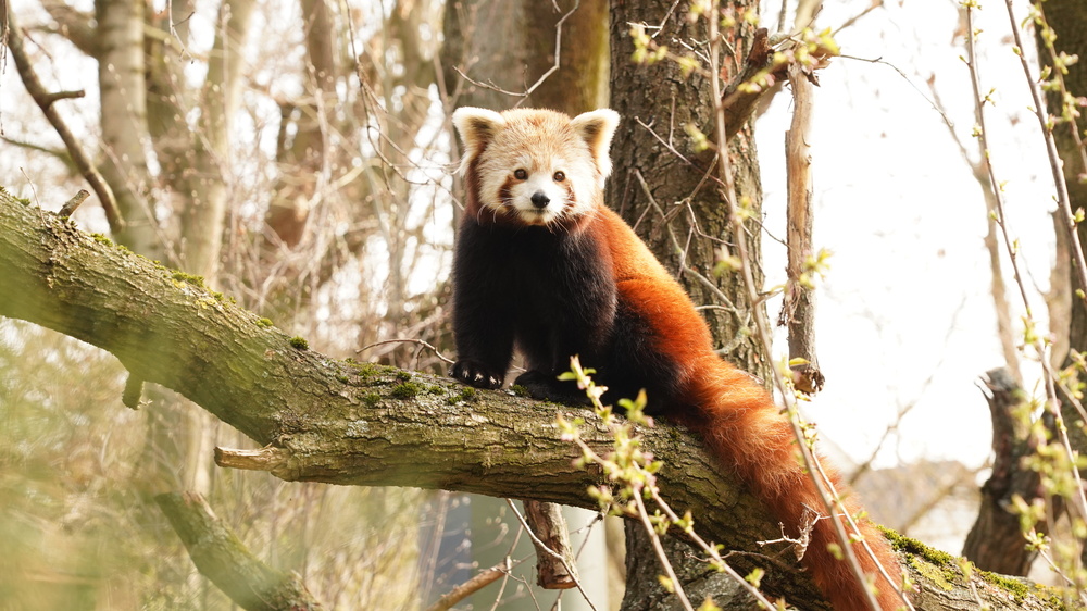 Kleiner Panda Jackie © Zoo Dresden