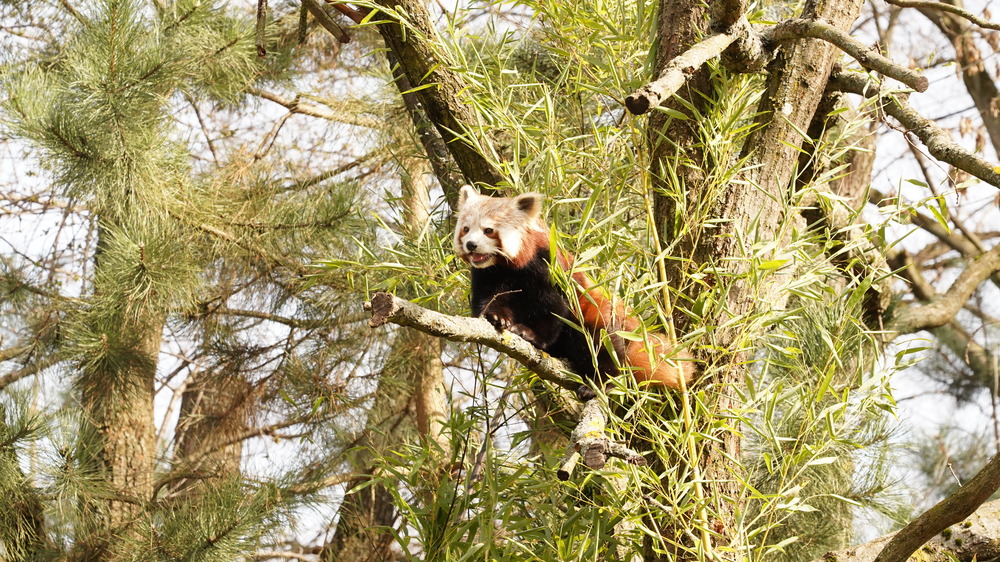 Kleiner Panda Shan © Zoo Dresden