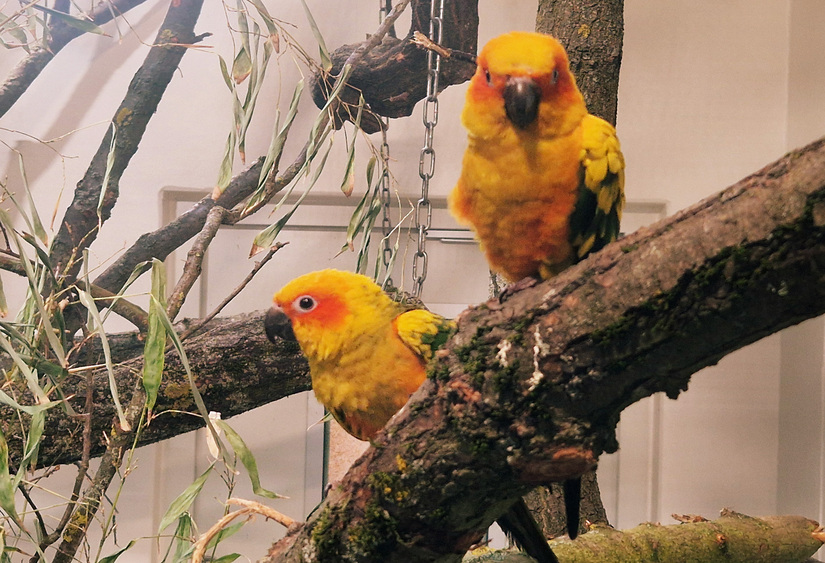 Neuankömmlinge - die ersten Sonnensittiche sind da Foto:  Zoo Leipzig