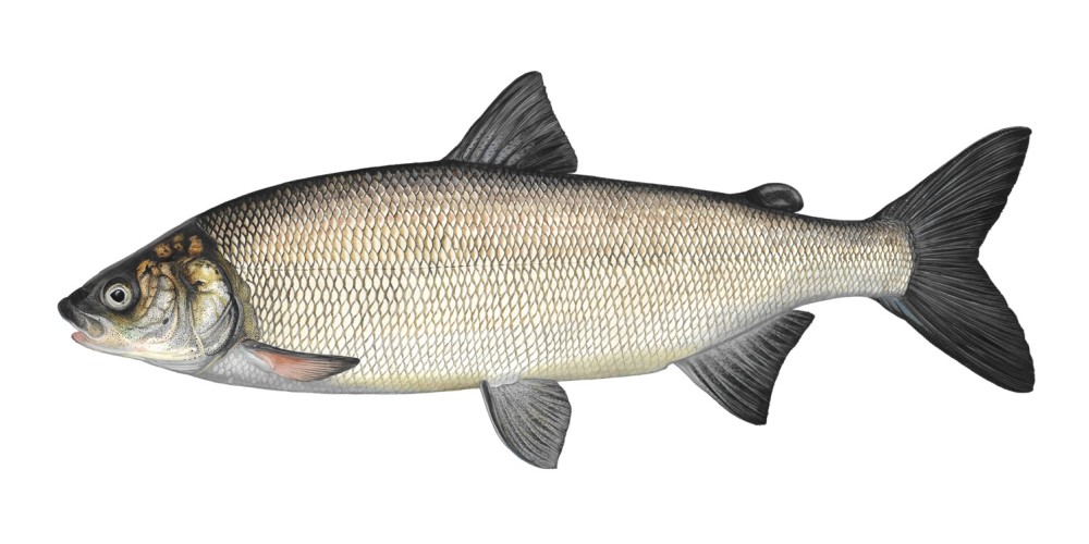 Der Nordseeschnäpel (Coregonus oxyrinchus). Abbildung: DAFV, Eric Otten