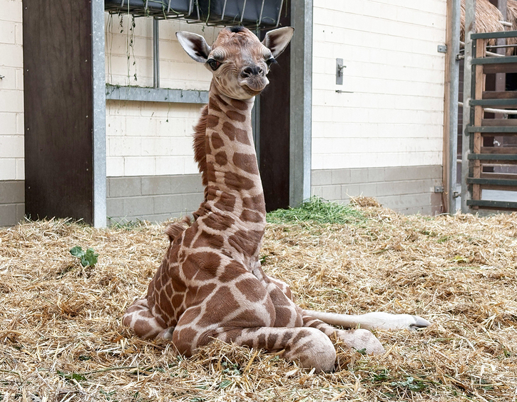 Giraffenjungtier von Sipiwe liegend im Stall © Zoo Leipzig