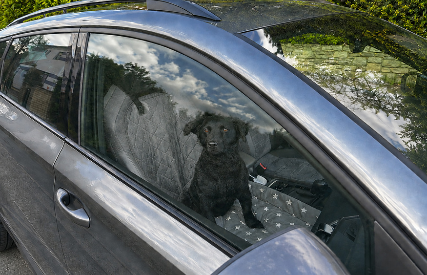 Hund im heißen Auto zurückgelassen . Bildrechte: TASSO e.V.