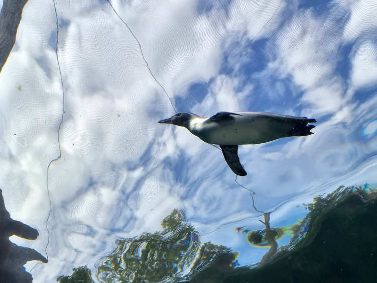 Humboldtpinguin beim Schwimmen. Foto: Zoo Leipzig