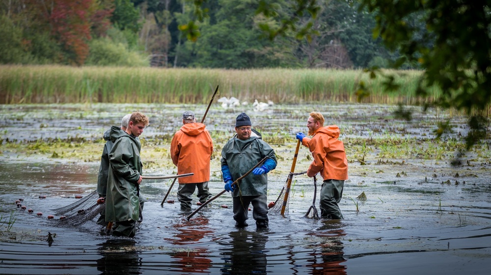 Abfischen Rietschen Foto: Michael Bärisch
