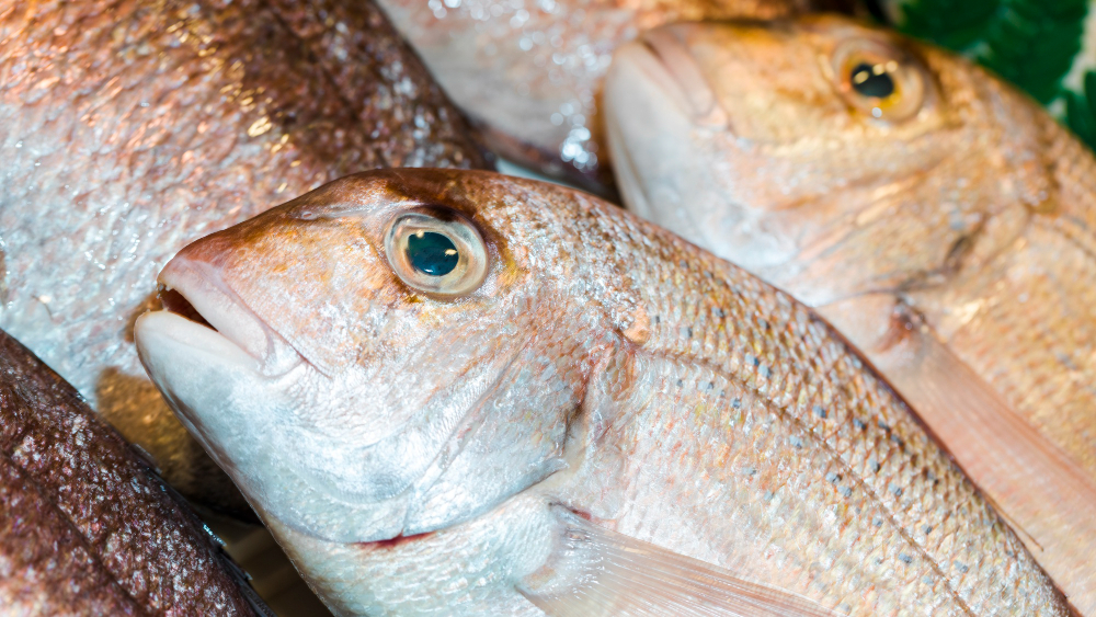 Lausitzer Fischwochen starten  zum 25. Mal. Bis zum 1. November gibt es Schaufischen, Wanderungen und weitere Veranstaltungen rund um die Lausitzer Teichwirtschaft zu erleben.  Foto: Magnific
