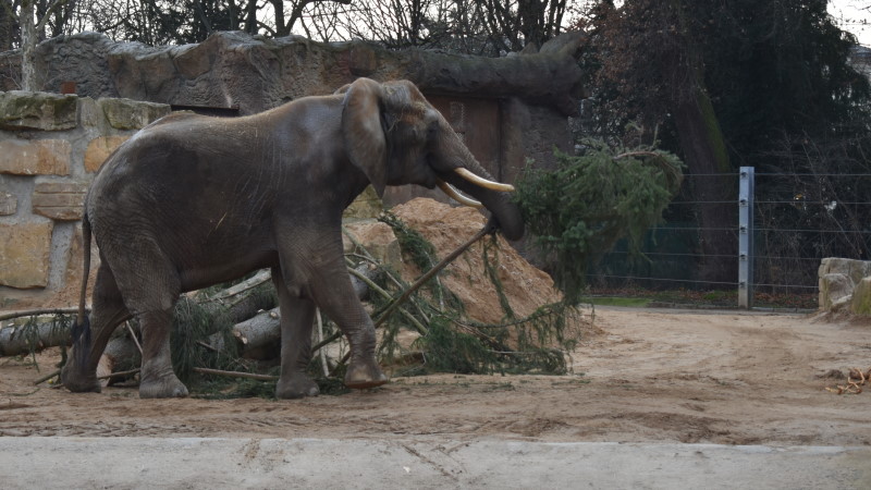 Dresdner Elefanten futtern WTC-Weihnachtsbaum!  Foto: MeiDresden.de