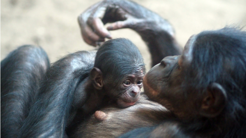 Erster Nachwuchs im Jubiläumsjahr von Pongoland im Zoo Leipzig - Bonobojungtier im Arm der Mutter Foto: Zoo Leipzig