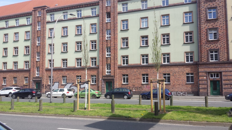 Pflanzsaison: Über 800 neue Bäume für Dresdens Straßen  Foto: MeiDresden.de / Frank Loose