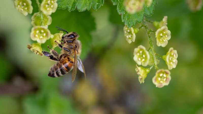 Bundesrat stimmt Maßnahmen zum Insektenschutz zu  Foto: Pixabay