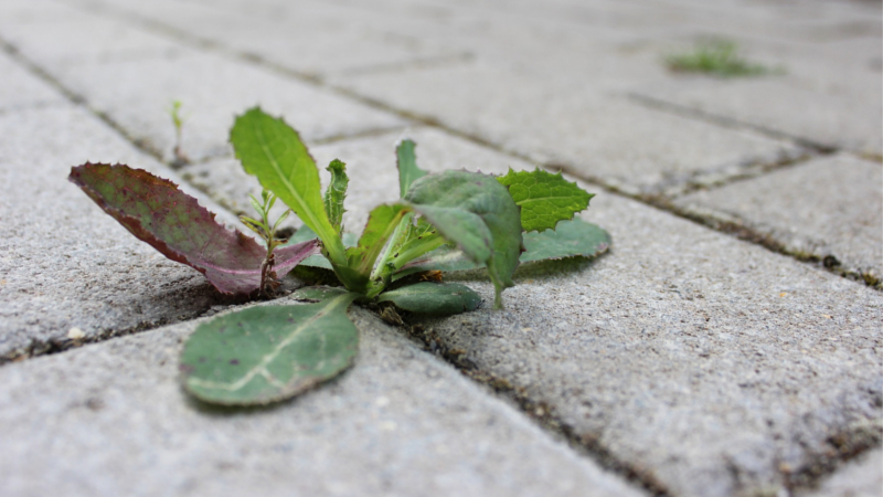Pflanzenschutzmittel auf Wegen und Plätzen verboten © Symbolfoto (Pixabay)