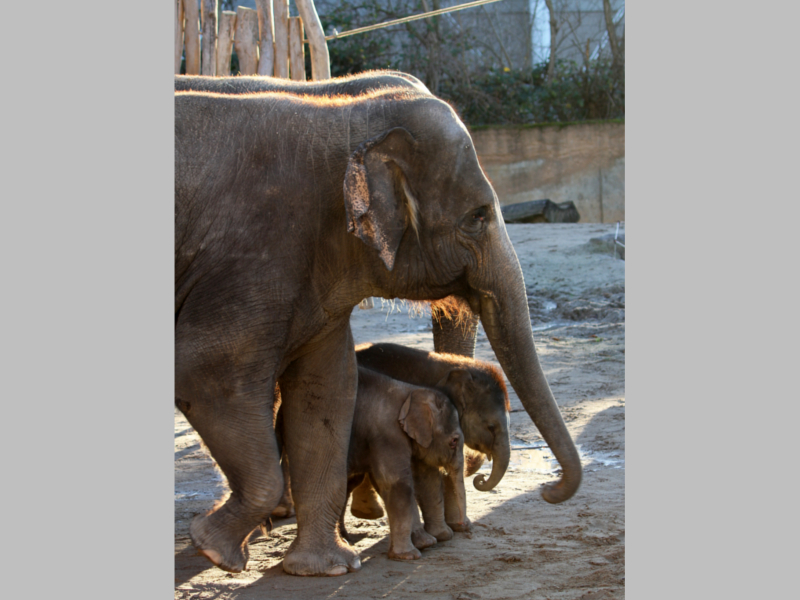 Die beiden Elefantenjungtiere begeistern die Zoobesucher ©Zoo Leipzig