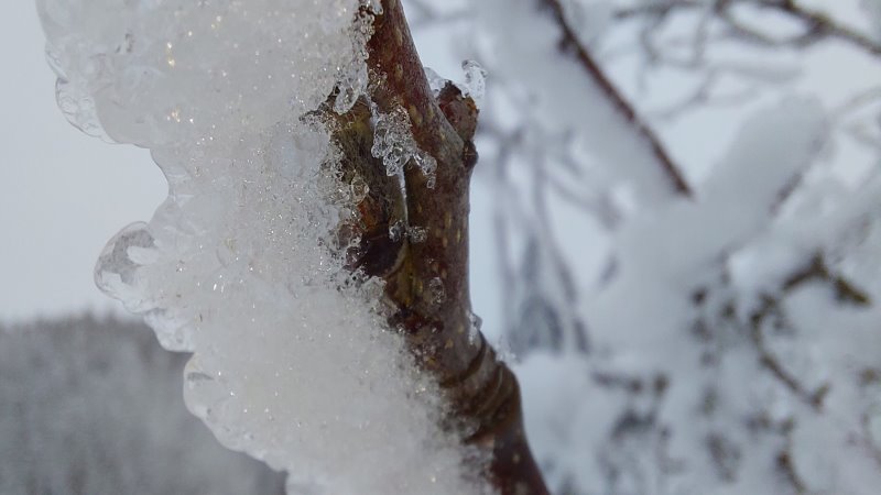 Anraum an den Bäumen  Foto: © MeiDresden.de/Mike Schiller