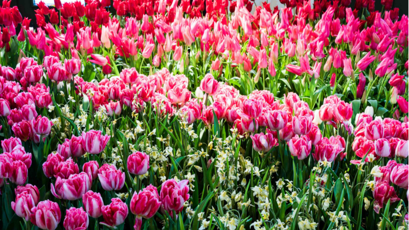 Beim „Dresdner Frühling im Palais“ erwartet die Besucher eine schier überwältigende Fülle an Frühlingsblühern. Archivfoto 2020 ©Sebastian Thiel