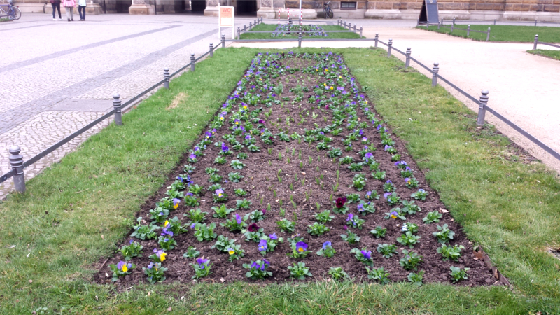 Es wird Frühlinng in Dresden, wie hier vor der Sempergallerie ©MeiDresden.de