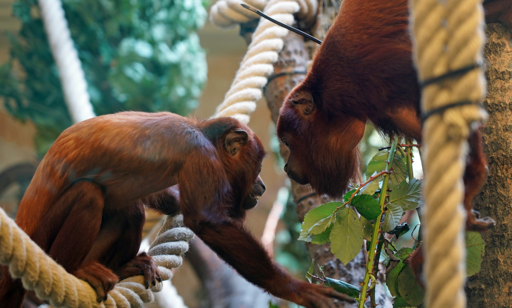 Rote Brüllaffen Weibchen Dayana und Yona   Foto :© Zoo Dresden