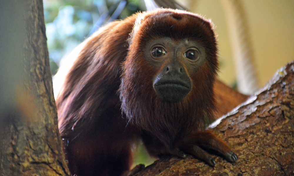 Roter Brüllaffe - Weibchen Yona    Foto: © Zoo Dresden