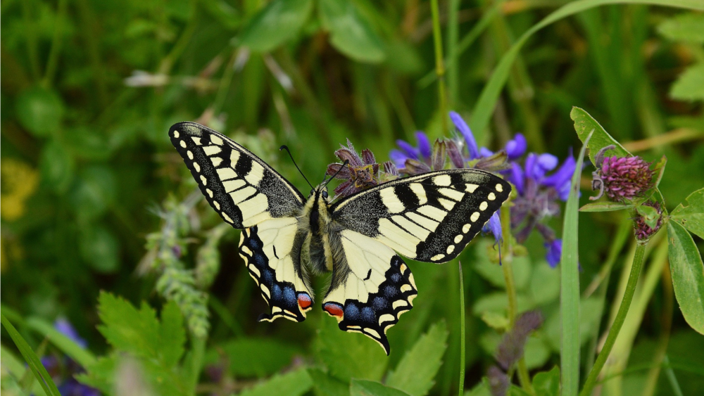 Deutsche Umwelthilfe ruft zur Schmetterlingssuche auf und fordert mehr Grünflächen. ©Symbolfoto (Pixabay)