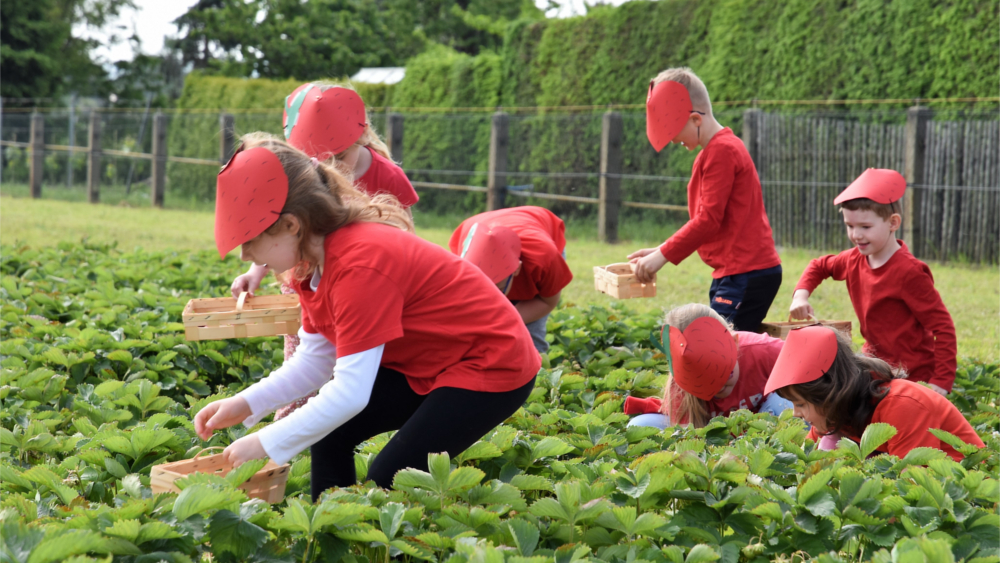 Kinder der Kita Nieschütz bei der Selbstpflücke ©Landesverband Sächsisches Obst e.V