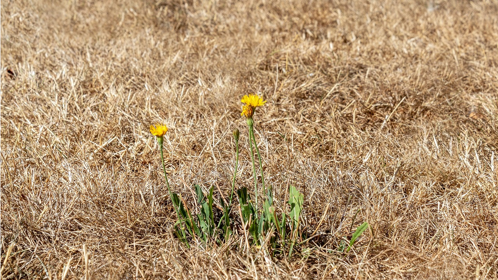 Die Hundstage sind redensartlich eine besonders heiße und trockene Zeit Ende Juli bis Mitte August ©Myriams Fotos  (Pixabay)