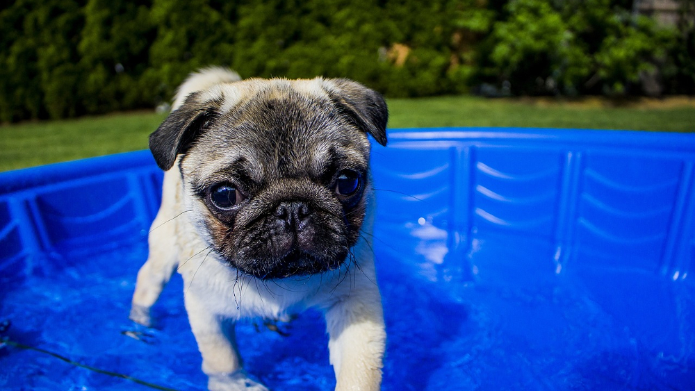 Im Volksmund sind die Hundstage die heißeste Zeit des Jahres von Ende Juli bis Mitte August. © Stefan Glazer (Pixabay)